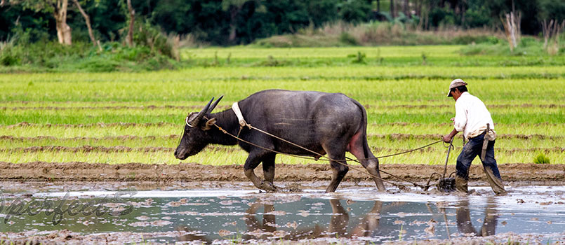 45++ Kalagayan ng agrikultura sa pilipinas 2020 ideas